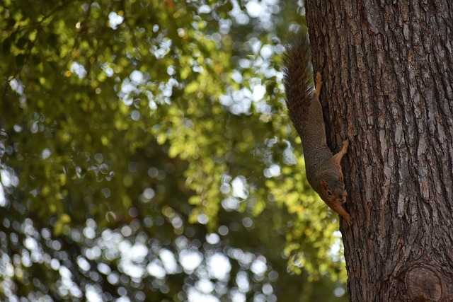 業生涯的黃 業生涯的黃